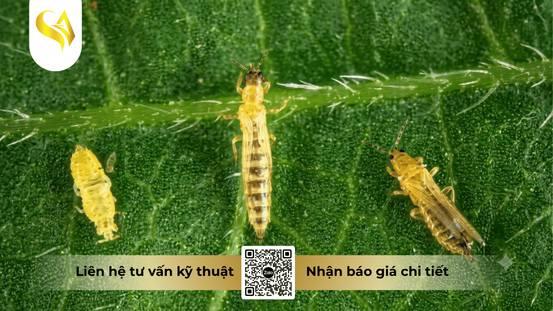 cau-hoi-thuong-gap.png