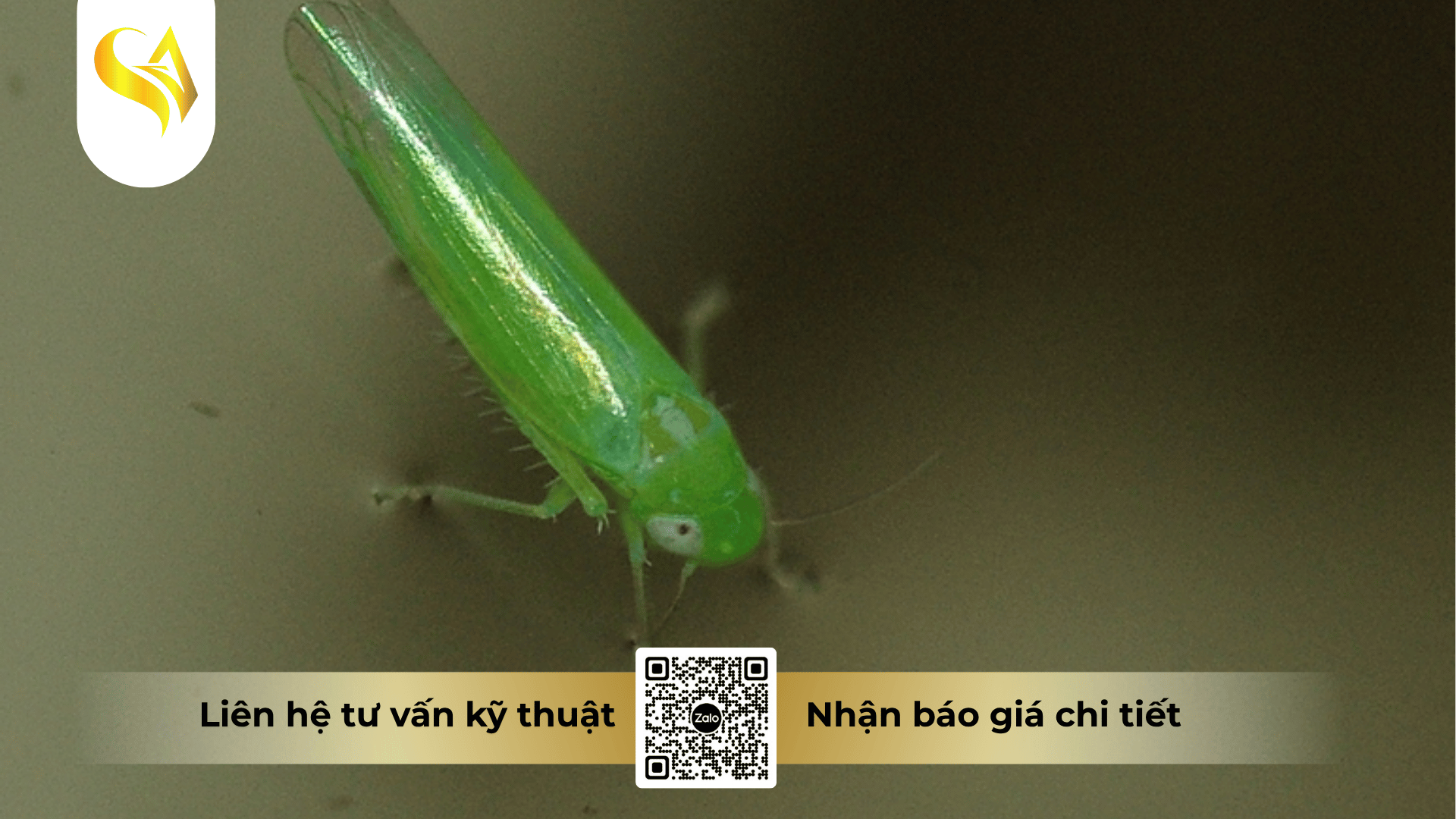 ap-luc-quan-ly-con-trung-chich-hut-va-vong-luan-quan-cua-dich-ray.png