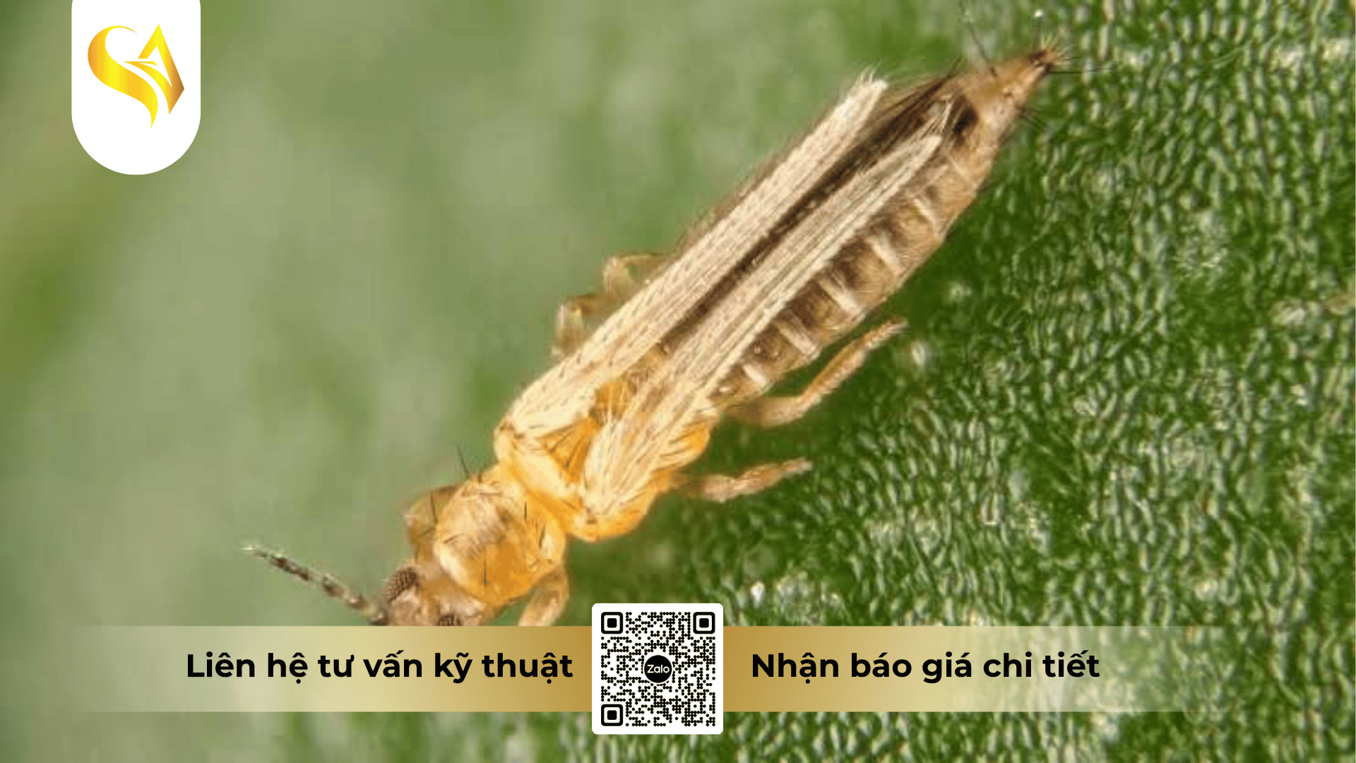 co-che-tac-dong-dot-pha-ung-trung-diet-ray-non-cua-buprofezin.png