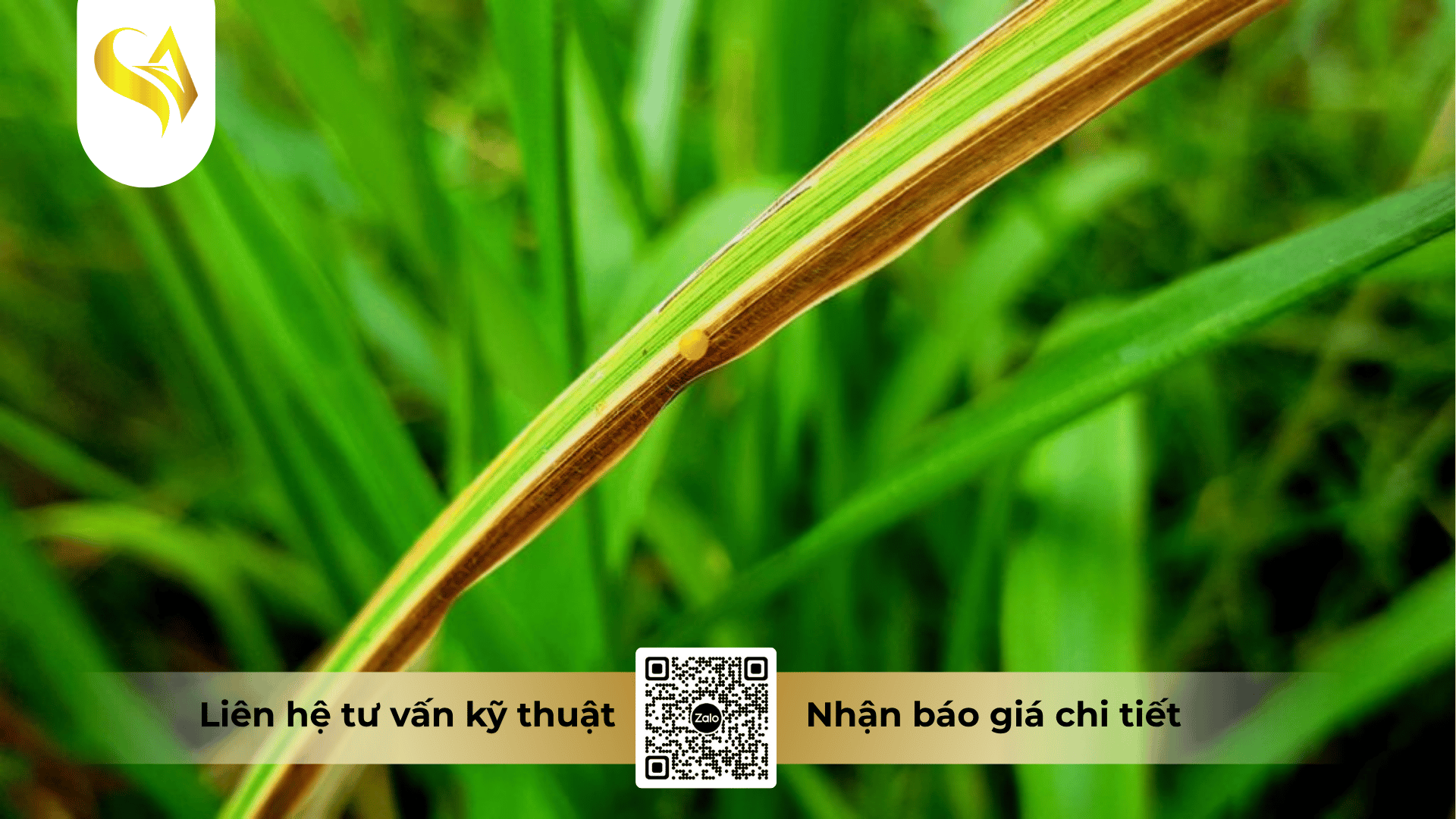 moi-nguy-hai-tu-nam-oomycetes-va-ap-luc-benh-xi-mu-suong-mai.png