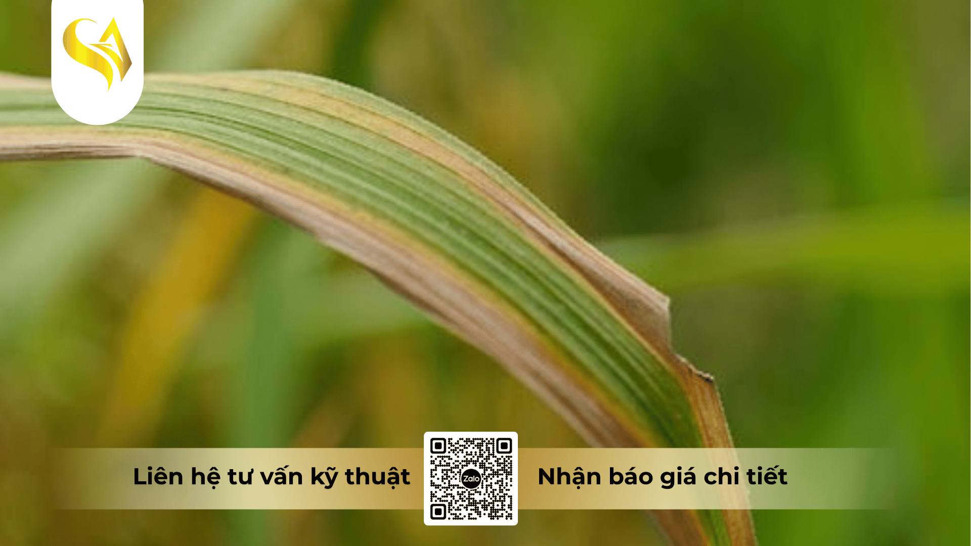 uu-diem-vượt-trội-cua-che-pham-dang-huyền-phụ-đậm-đặc-500sc.png
