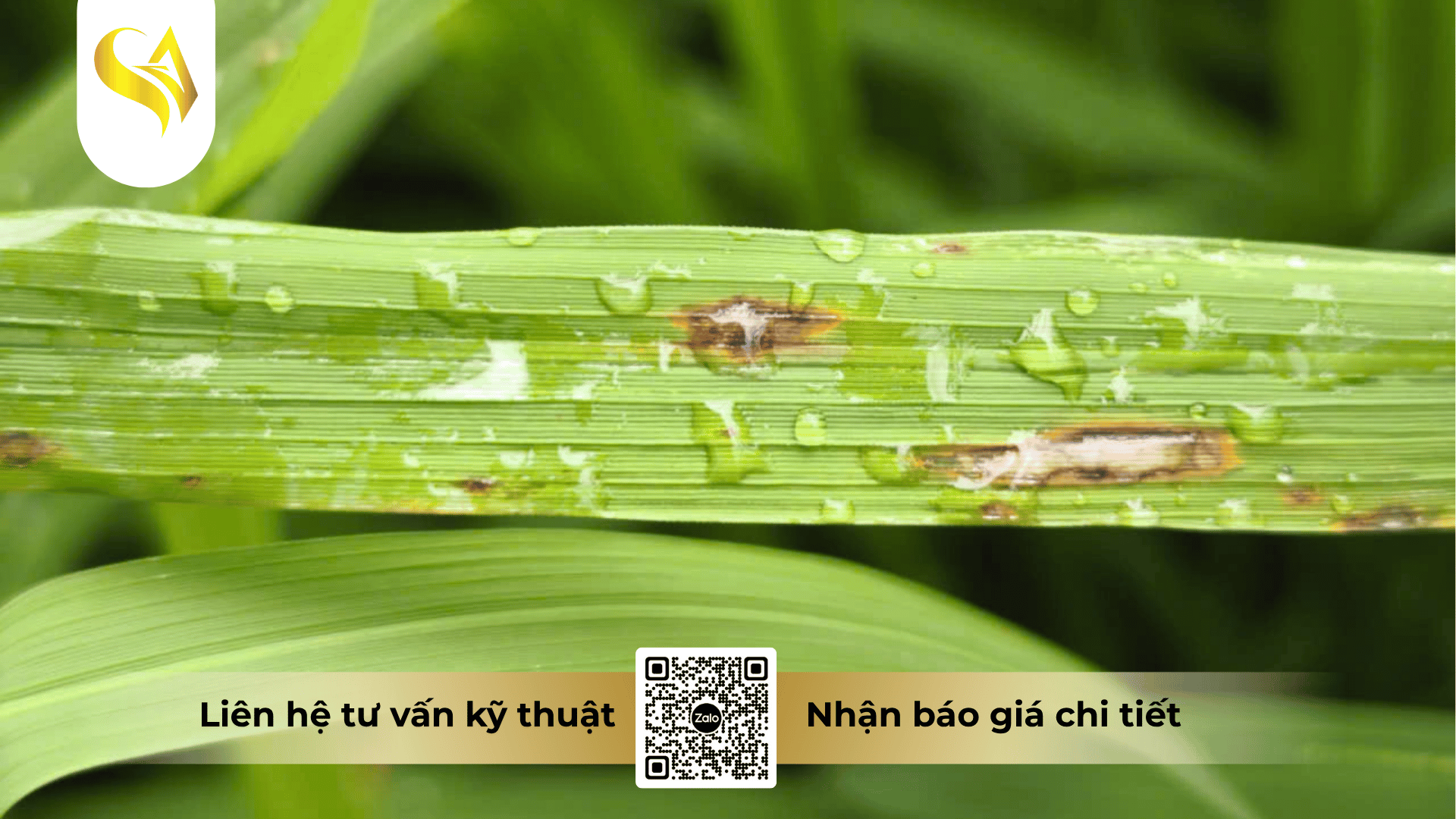 cac-cau-hoi-thuong-gap-ve-thuốc-trừ-bệnh-dimethomorph-500sc-faq.png