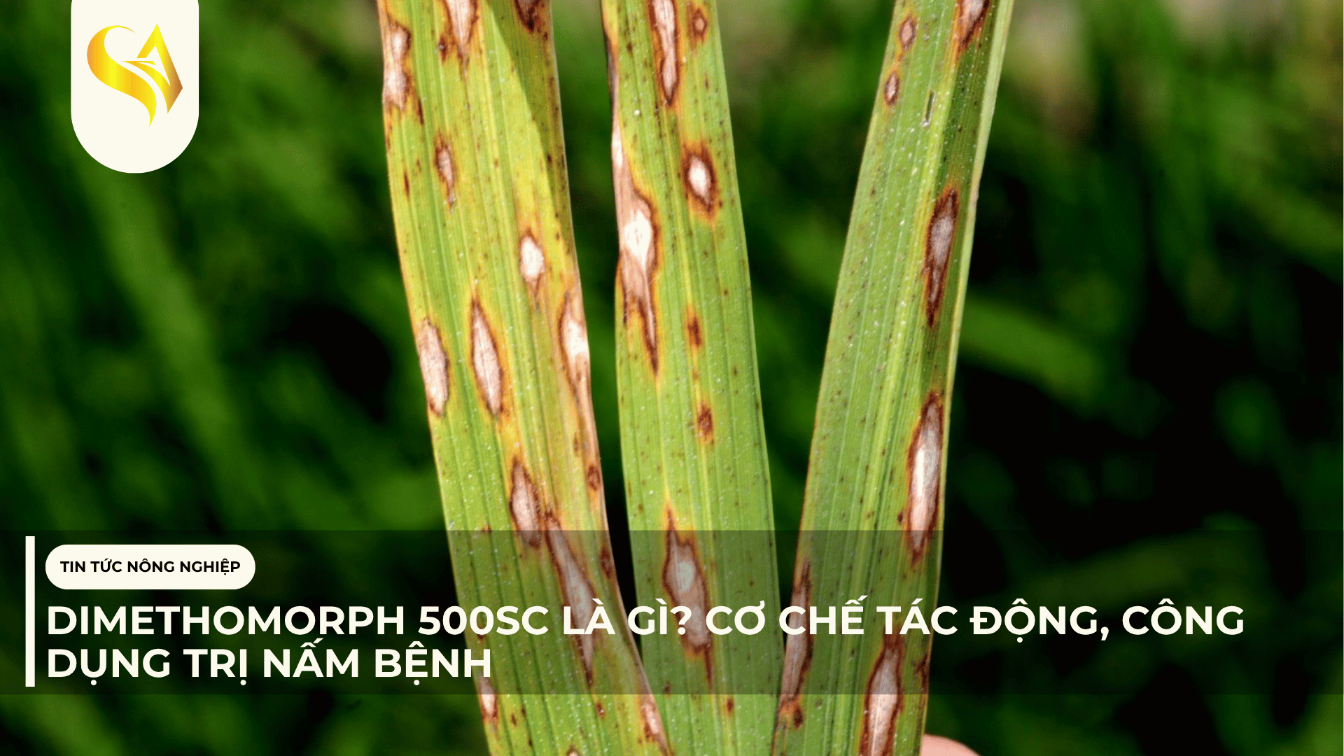 DIMETHOMORPH 500SC LÀ GÌ? CƠ CHẾ TÁC ĐỘNG, CÔNG DỤNG TRỊ NẤM BỆNH