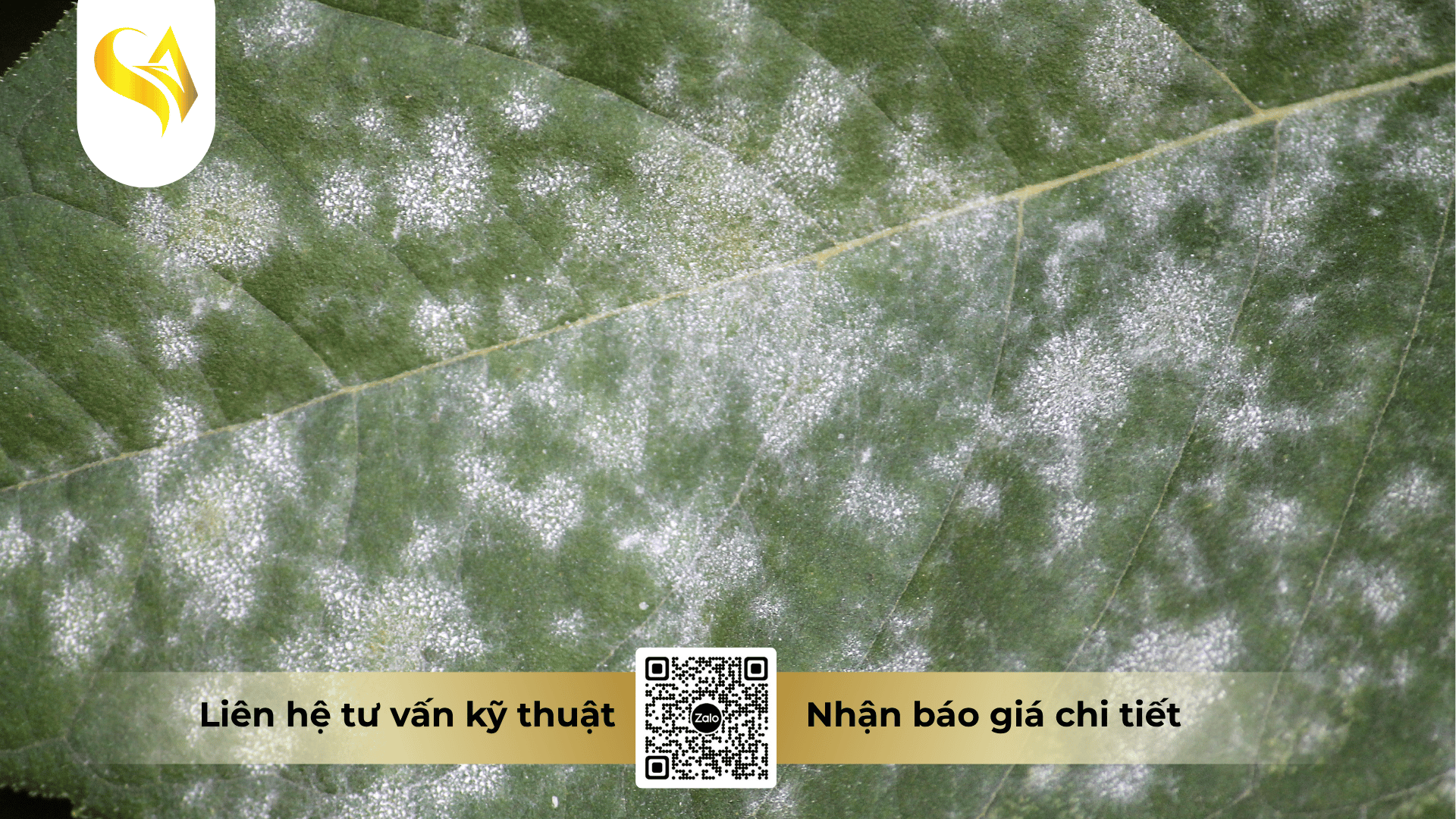 moi-nguy-hai-nguyen-nhan-va-dau-hieu-nhan-biet-benh-suong-mai.png