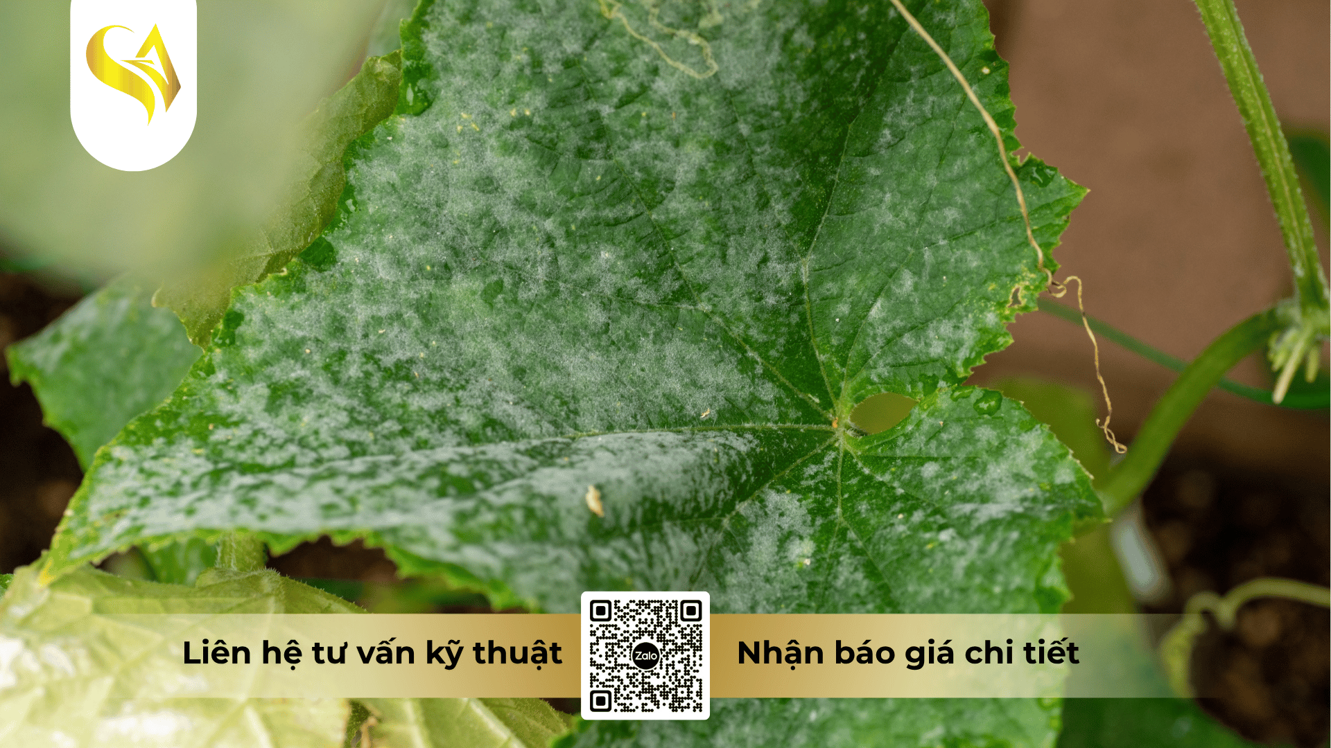 nguyen-tac-vang-khi-xu-ly-benh-suong-mai-va-ky-thuat-phoi-tron.png