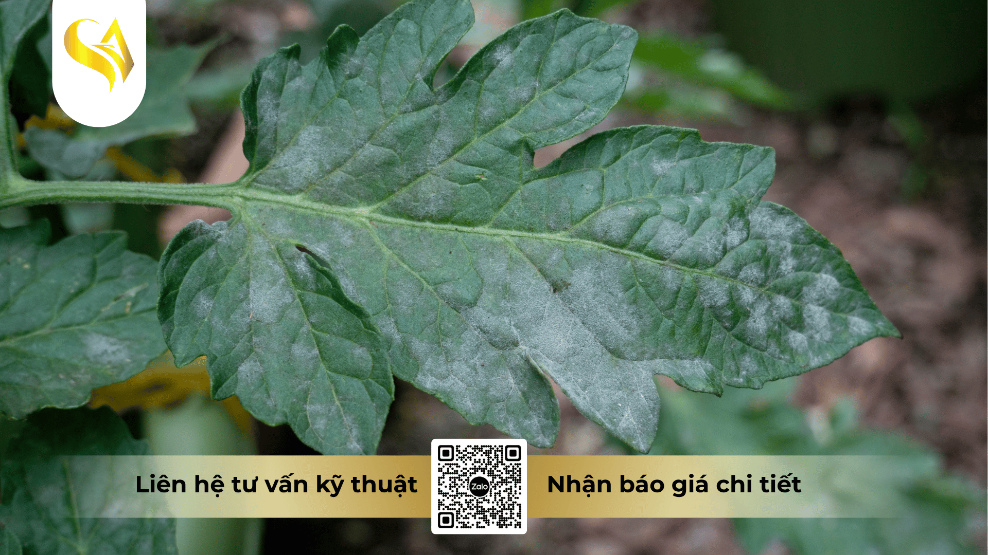 cac-cau-hoi-thuong-gap-ve-thuoc-dac-tri-suong-mai-faq.png