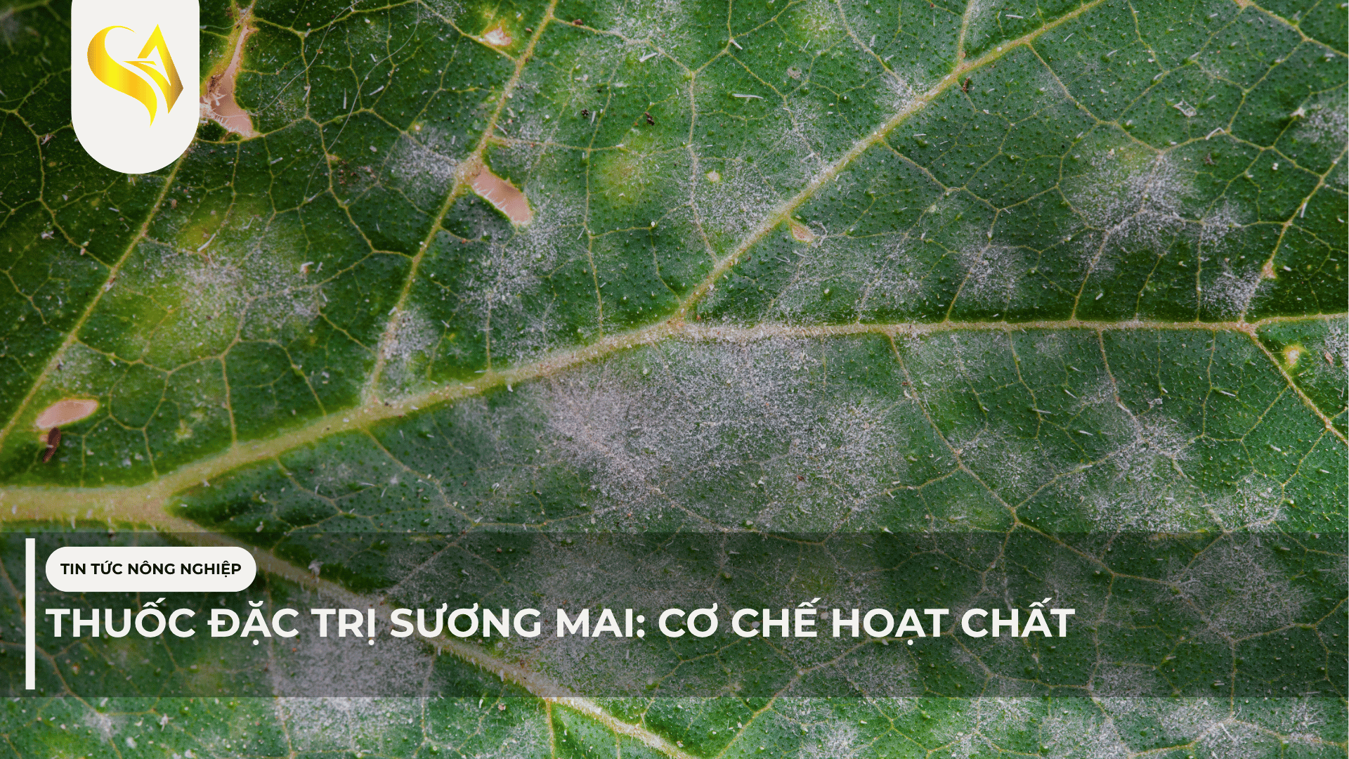 THUỐC ĐẶC TRỊ SƯƠNG MAI: CƠ CHẾ HOẠT CHẤT